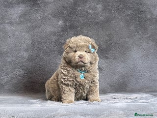 Chow Chow dogs Exotic colour lilac chow chow male puppy for sale - Advert 13