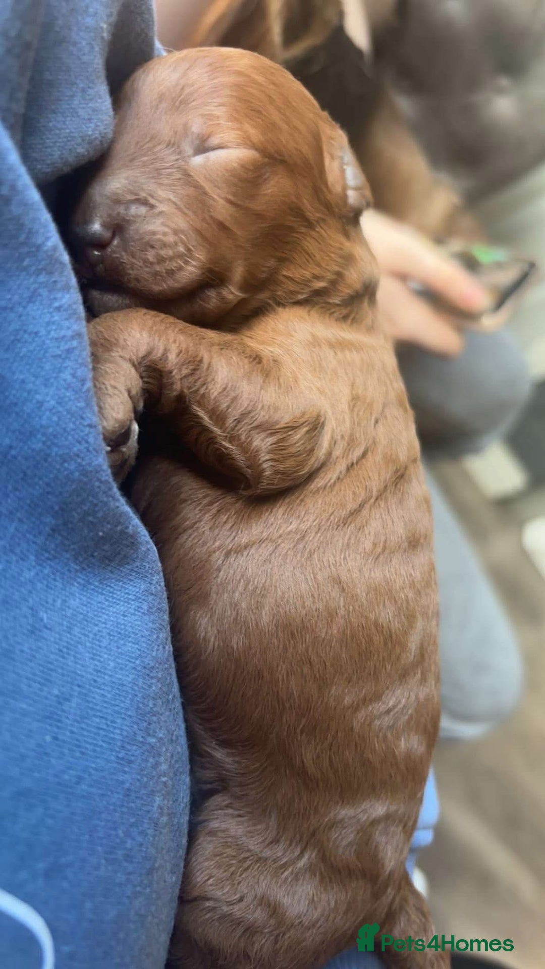 Labradoodle dogs for sale: Beautiful F1B Mini Labradoodles Hypoallergenic Red - Image 9