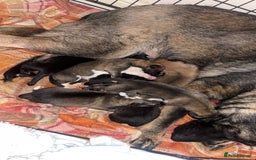 German Shepherd dogs for sale: Czech Shepherd x Akita PUPPIES!!  - Image 14
