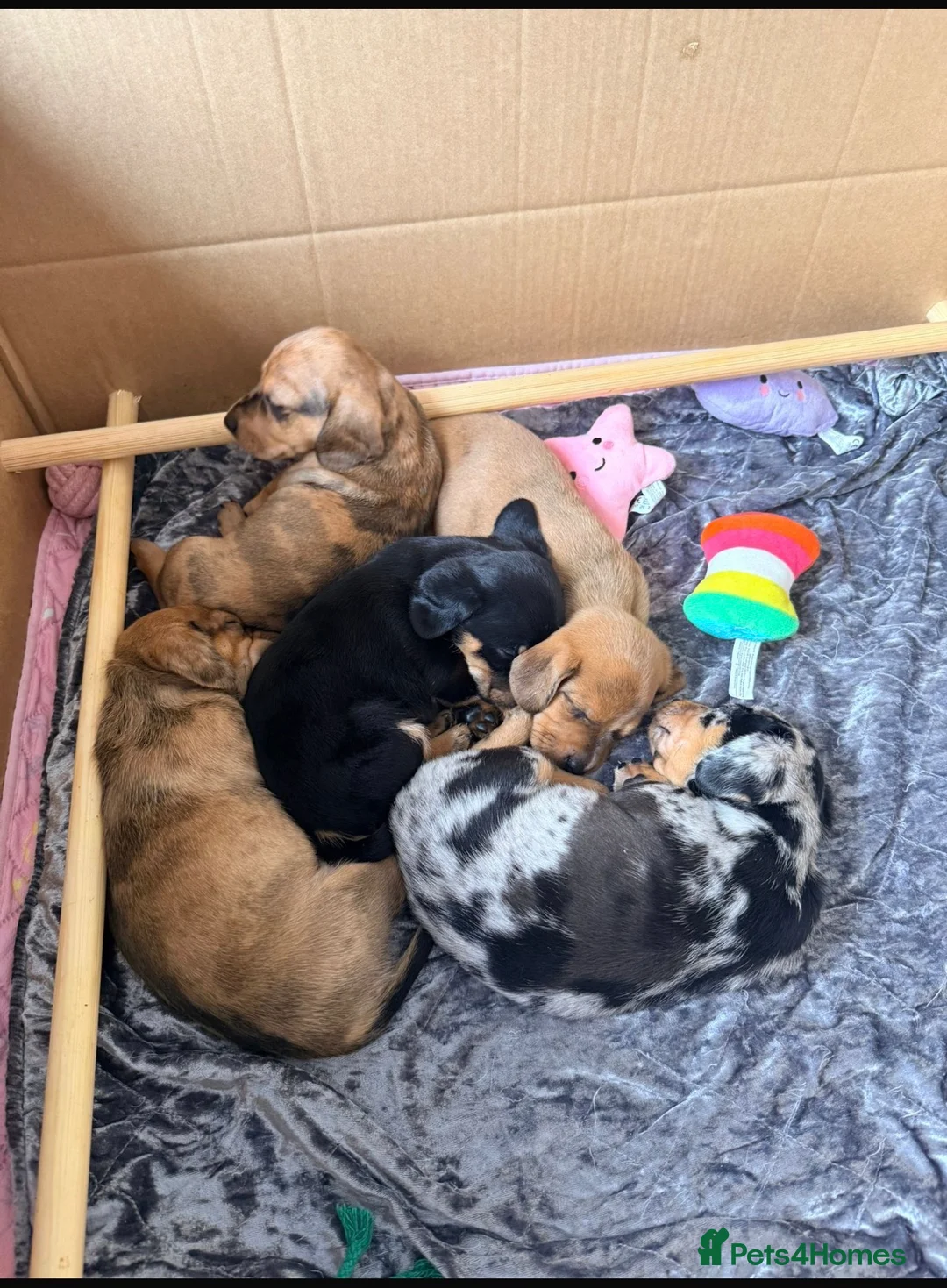 Chiweenie dogs for sale: 5 beautiful home reared  Chiweenie puppies - Advert 2