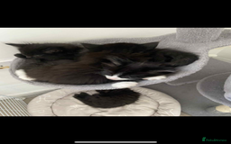 Maine Coon cats for sale: Maine coon  X ragdoll - Image 4