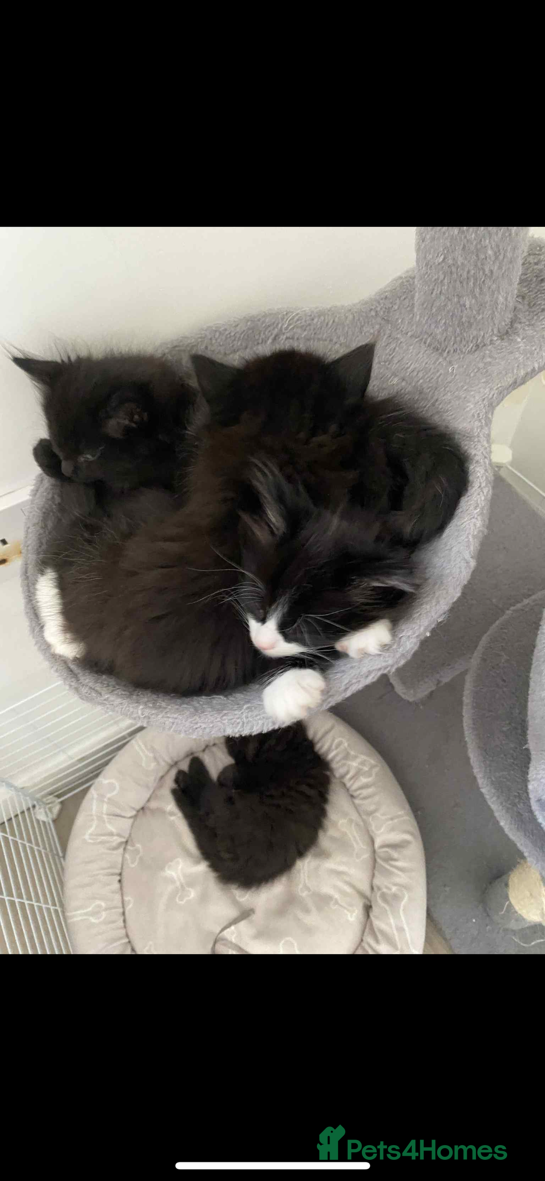 Maine Coon cats for sale: Maine coon  X ragdoll - Image 4