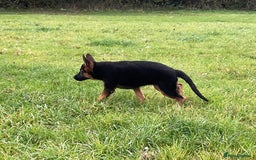 German Shepherd dogs for sale: 25 years experience breeding German Shepherds  - Image 5