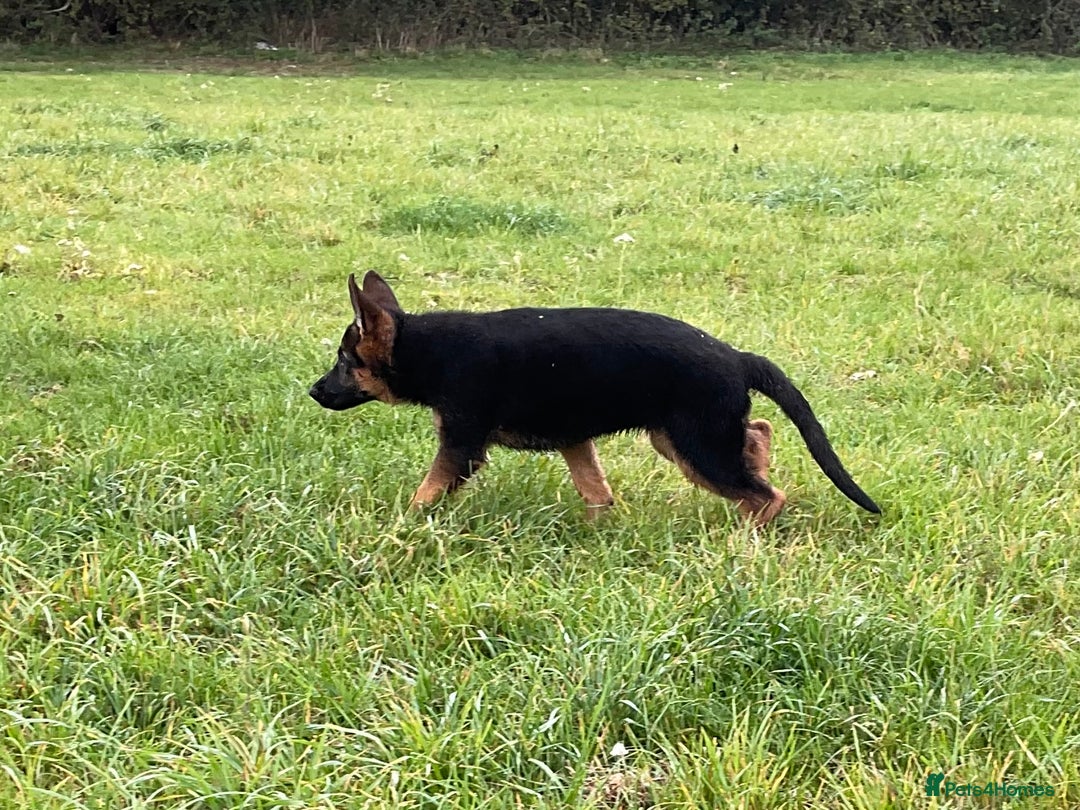 German Shepherd dogs for sale: 25 years experience breeding German Shepherds  - Image 5