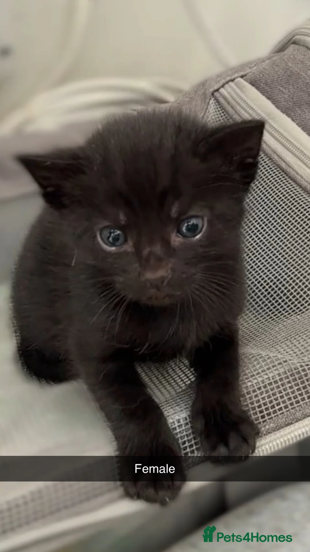 Mixed Breed cats for sale: 4 beautiful kittens looking for loving homes❤️ in Enfield - Advert 2