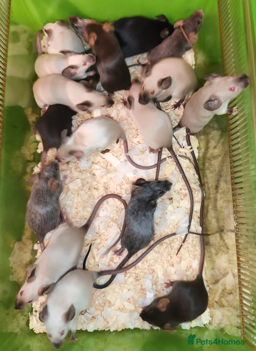 Mouse rodents for sale: Female mice in various colours - Advert 4