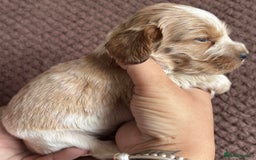 Cocker Spaniel dogs for sale: KC REG SHOW TYPE COCKER SPANIELS  - Image 23