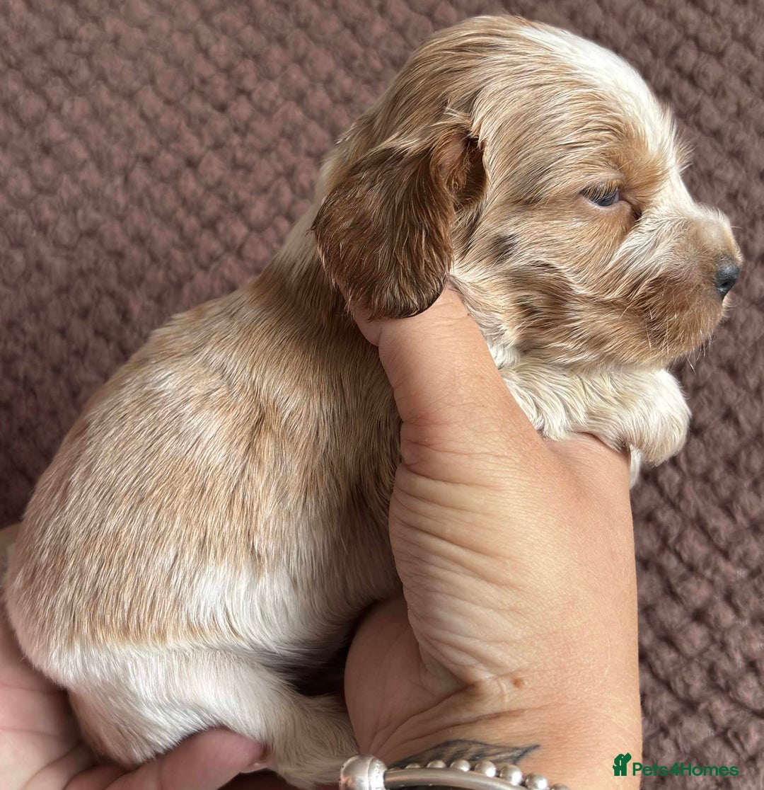 Cocker Spaniel dogs for sale: KC REG SHOW TYPE COCKER SPANIELS  - Image 23