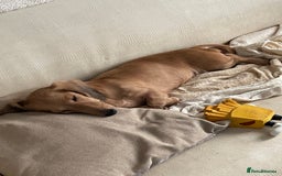 Miniature Dachshund dogs for sale: Quality KC Minature Longhaired Dachshund for sale  - Image 16
