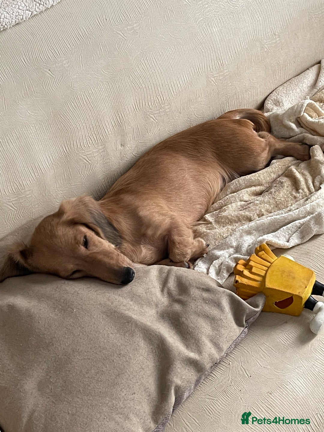 Miniature Dachshund dogs for sale: Quality KC Minature Longhaired Dachshund for sale  - Image 16