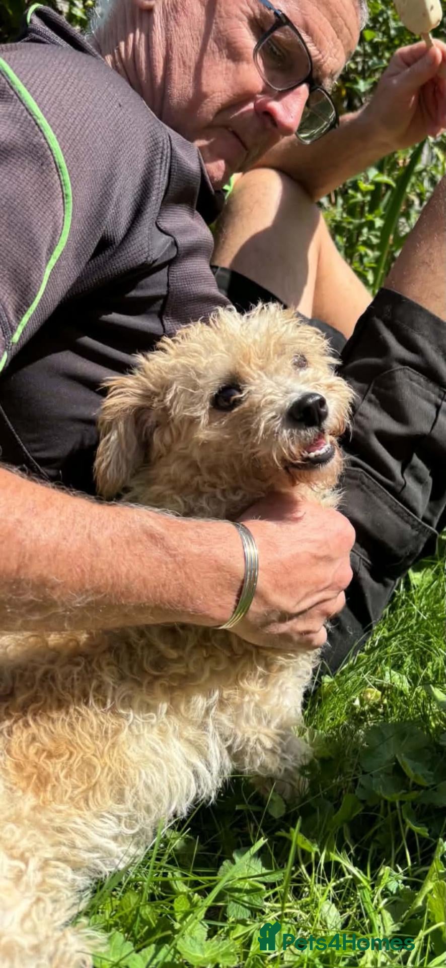Mixed Breed dogs Gorgeous girl Clara 💕  - Advert 1