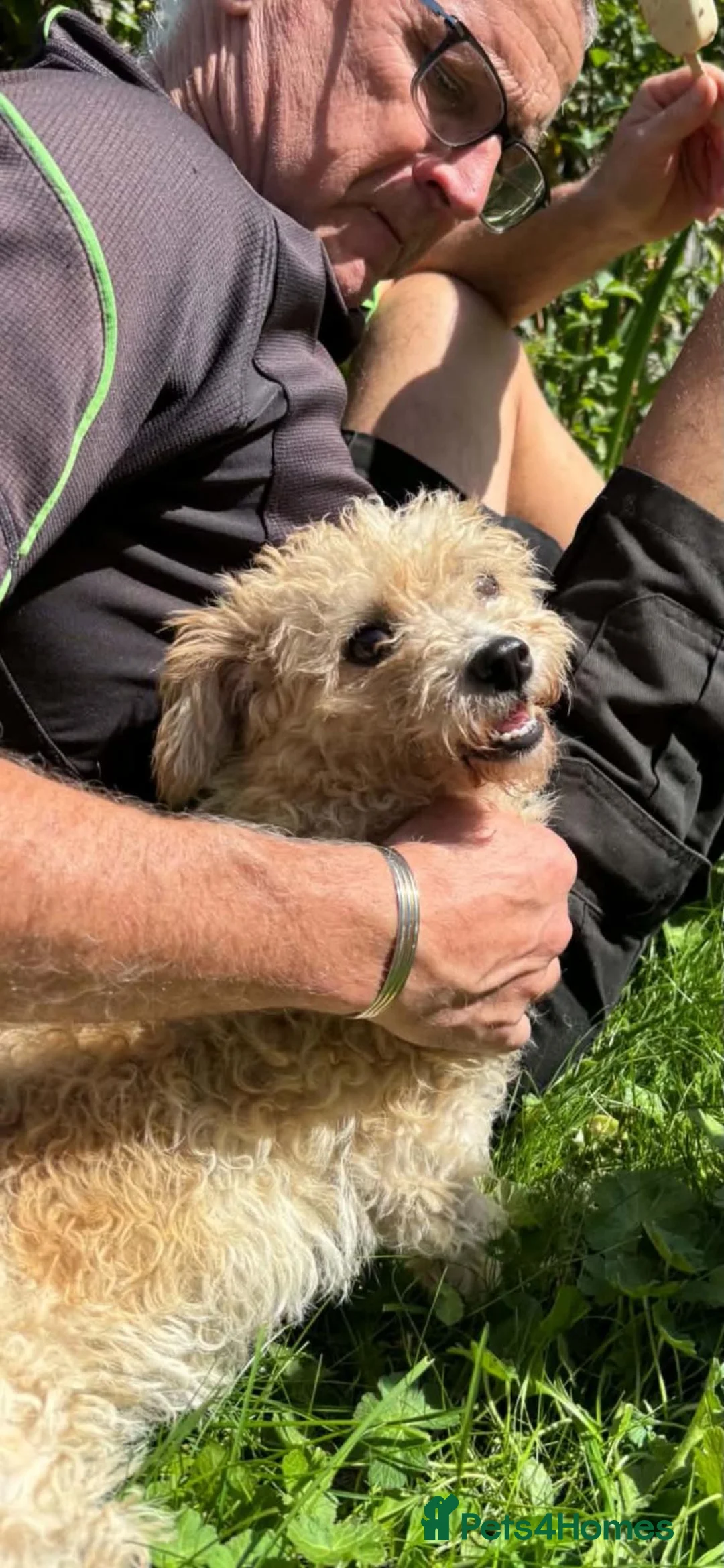 Mixed Breed dogs for adoption: Gorgeous girl Clara 💕  - Advert 1
