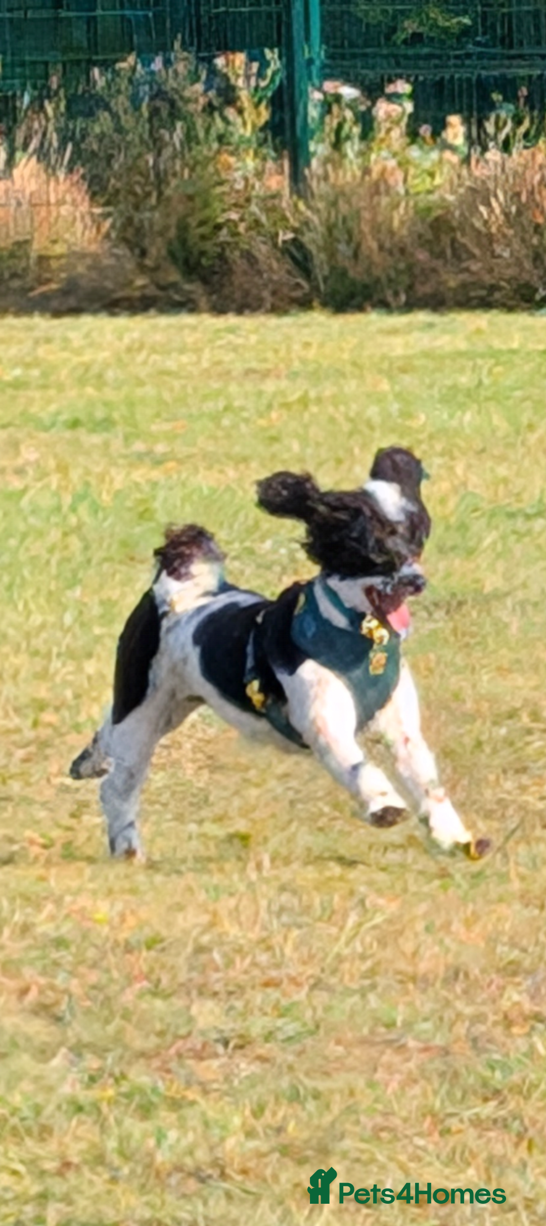 Miniature Poodle dogs for sale: Beautiful miniature parti - Advert 7