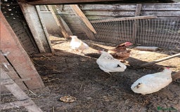 Ducks poultry for sale: Runner ducks and hens  - Image 4