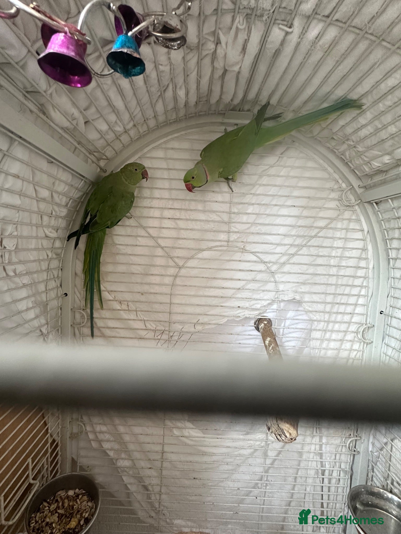 Ringnecks birds Indian Ringneck Breeding Pair + Complete Setup - Advert 1