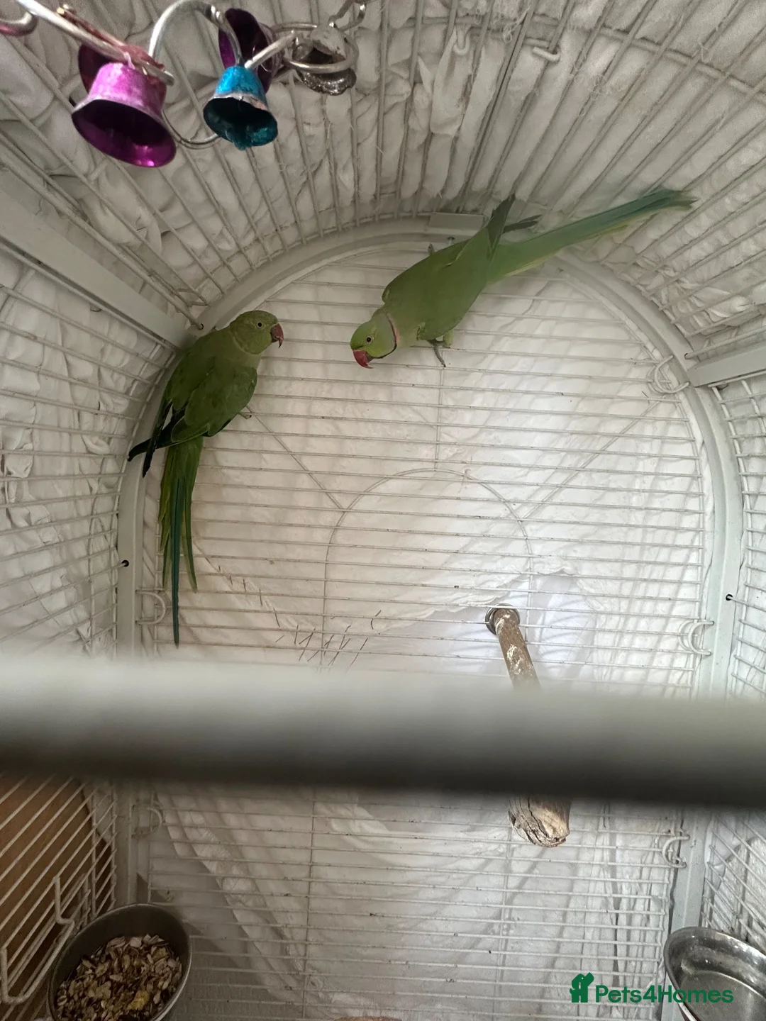 Ringnecks birds for sale: Indian Ringneck Breeding Pair + Complete Setup - Advert 1