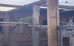 Parakeets birds for sale: Pair of Barrabands  - Image 2