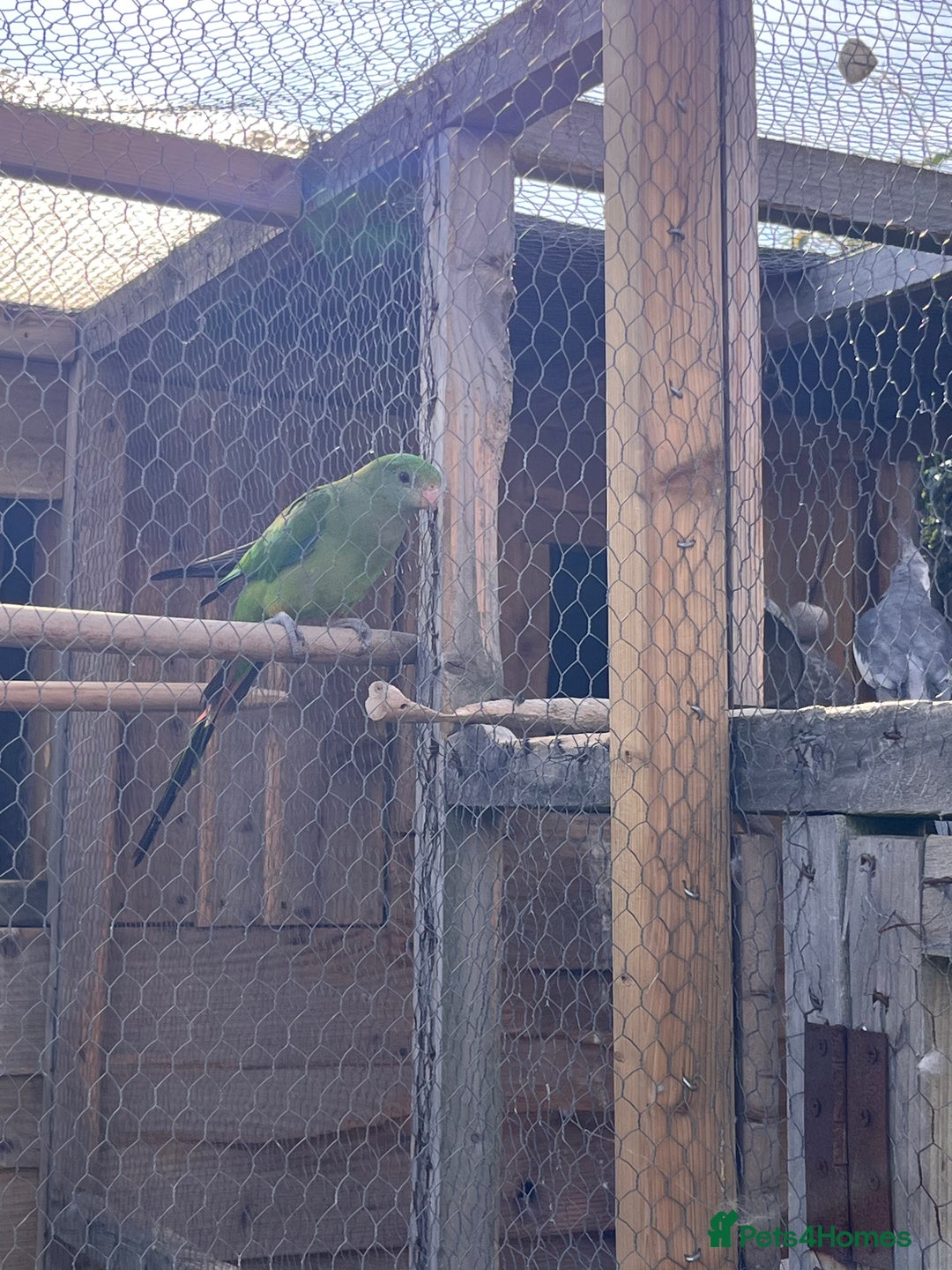 Parakeets birds for sale: Pair of Barrabands  - Image 2
