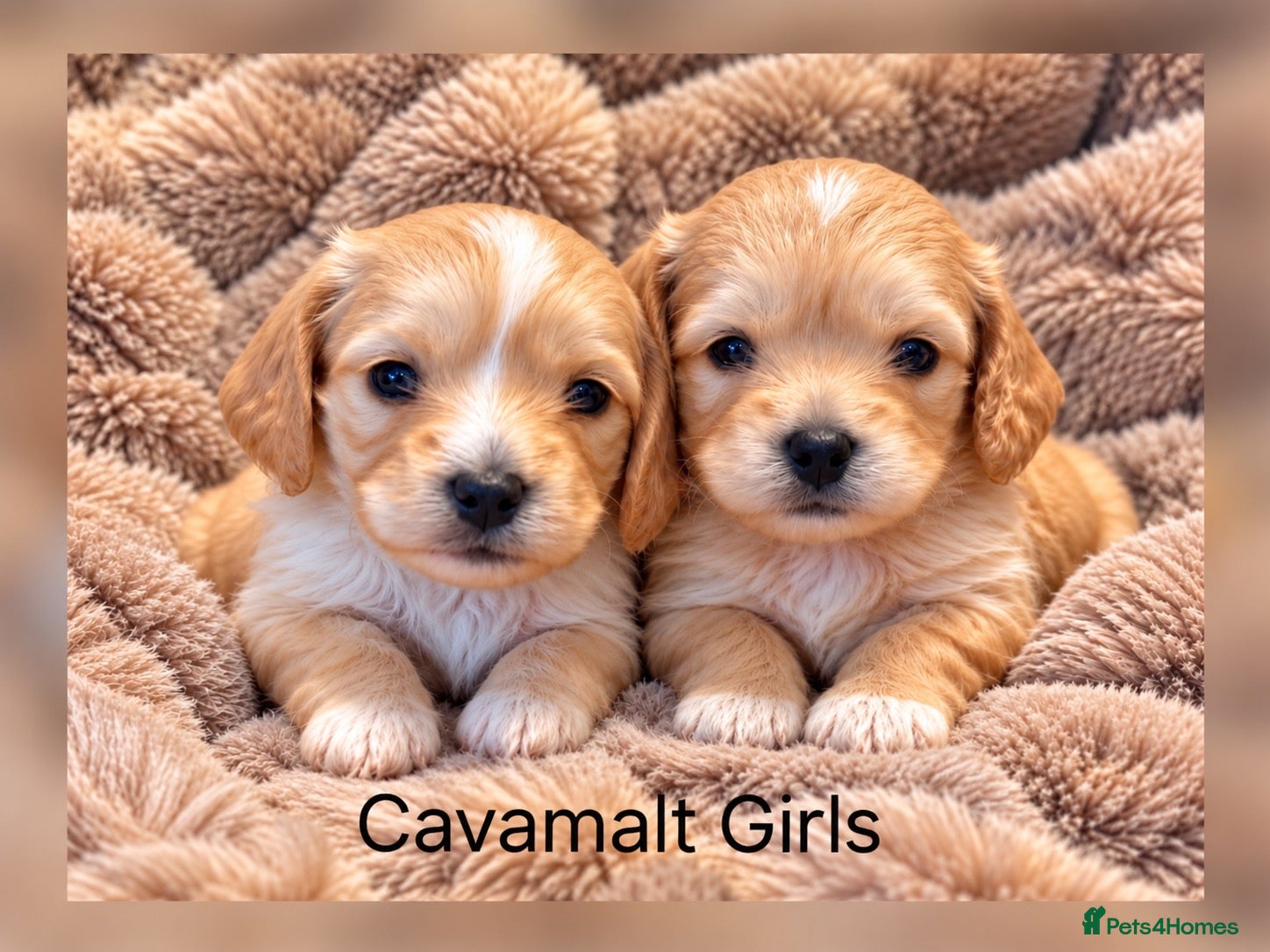 Mixed Breed dogs Stunning Cavamalt Girls - Advert 1