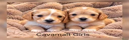 Mixed Breed dogs for sale: Stunning Cavamalt Girls - Advert 1