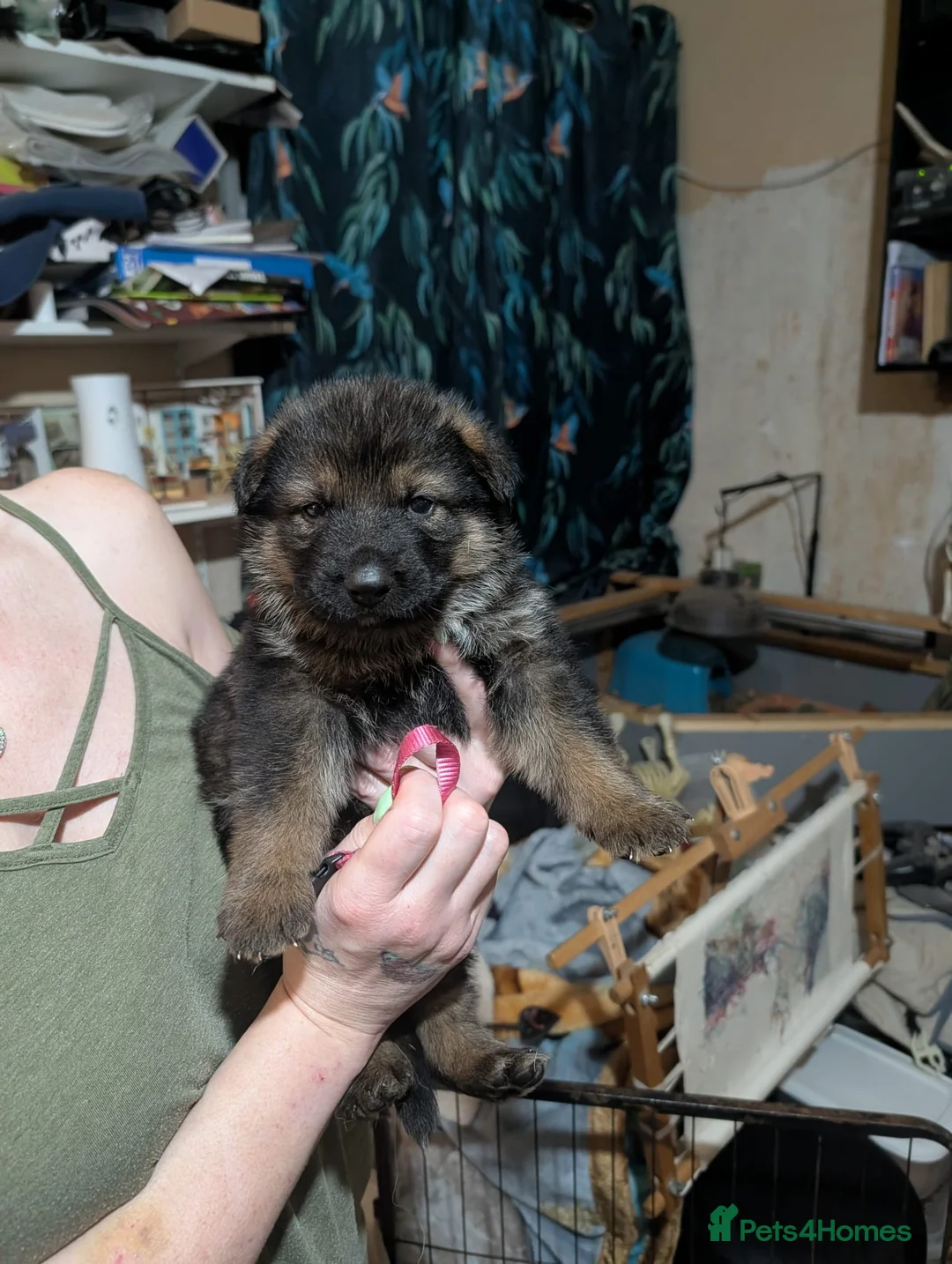 German Shepherd dogs for sale: German shepherd's  in Huddersfield - Advert 2