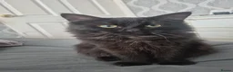 Maine Coon cats for sale: Maincoon x siberian - Advert 1