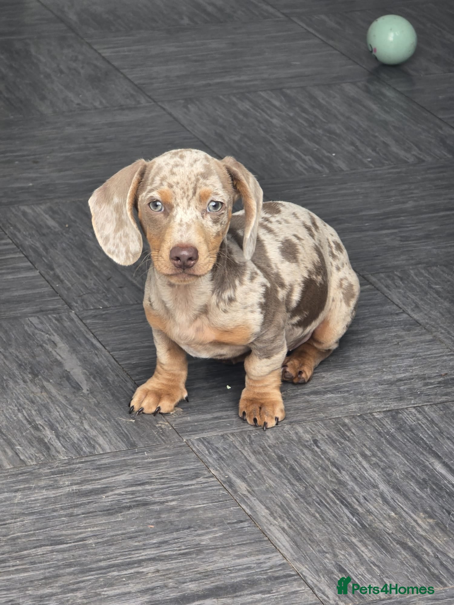 Dachshund dogs Male dapple dachshund puppy - Advert 2