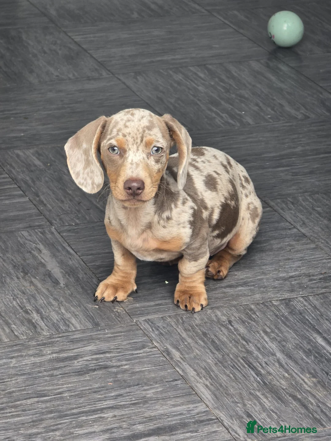 Dachshund dogs for sale: Male dapple dachshund puppy in Portsmouth - Advert 1