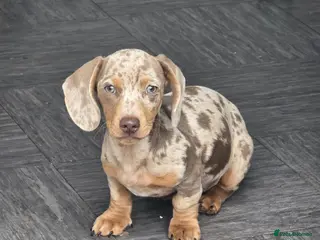 Dachshund dogs Male dapple dachshund puppy - Advert 8