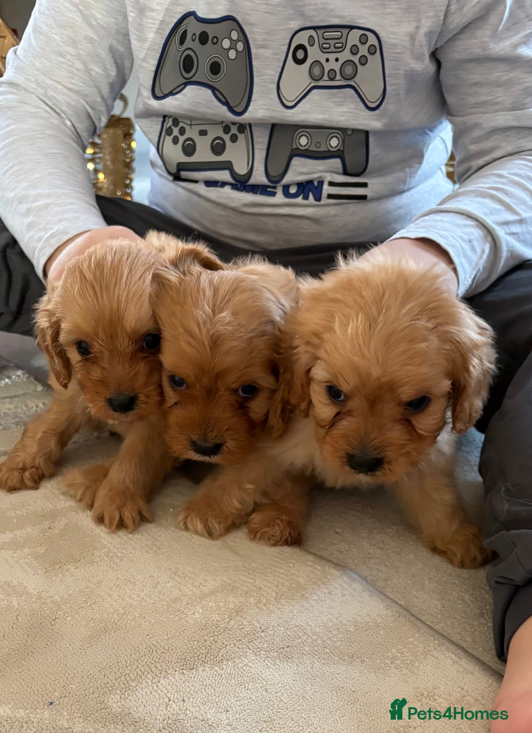 Cavapoo dogs for sale: F1 CAVAPOO PUPPIES 🐶  - Advert 7