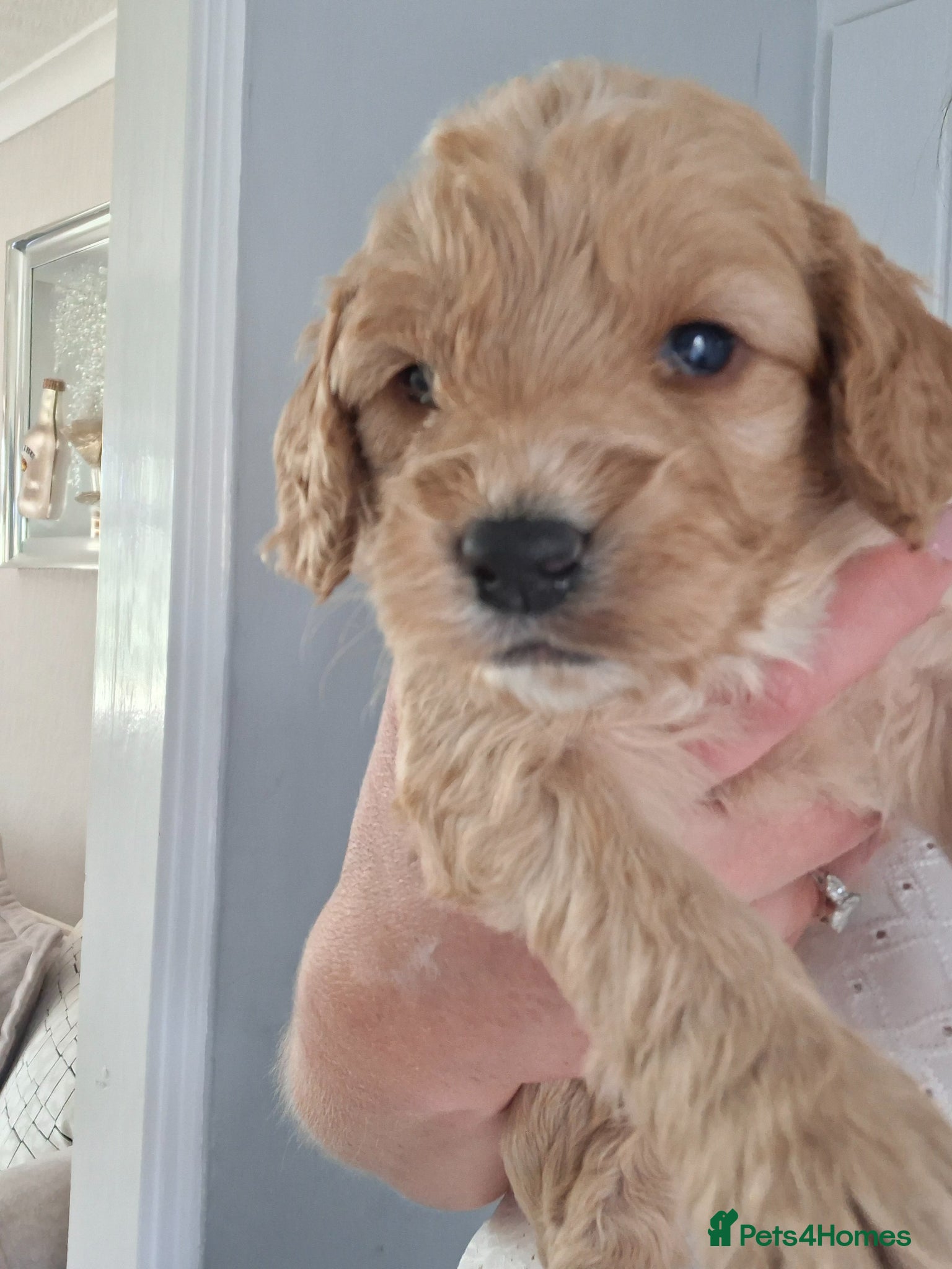 Cockapoo dogs 1 girl remaining - Advert 1