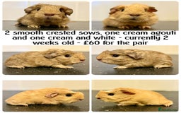 Guinea Pig rodents for sale: Selection of pigs - Advert 6