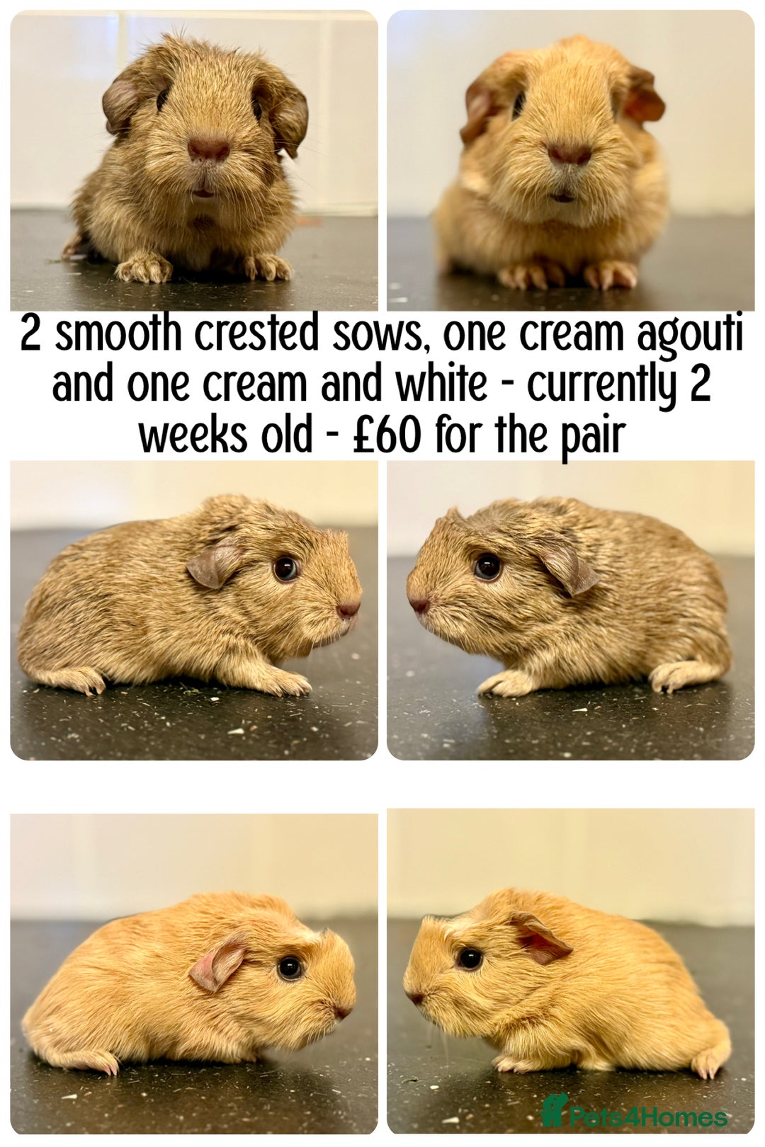 Guinea Pig rodents for sale: Selection of pigs - Advert 6