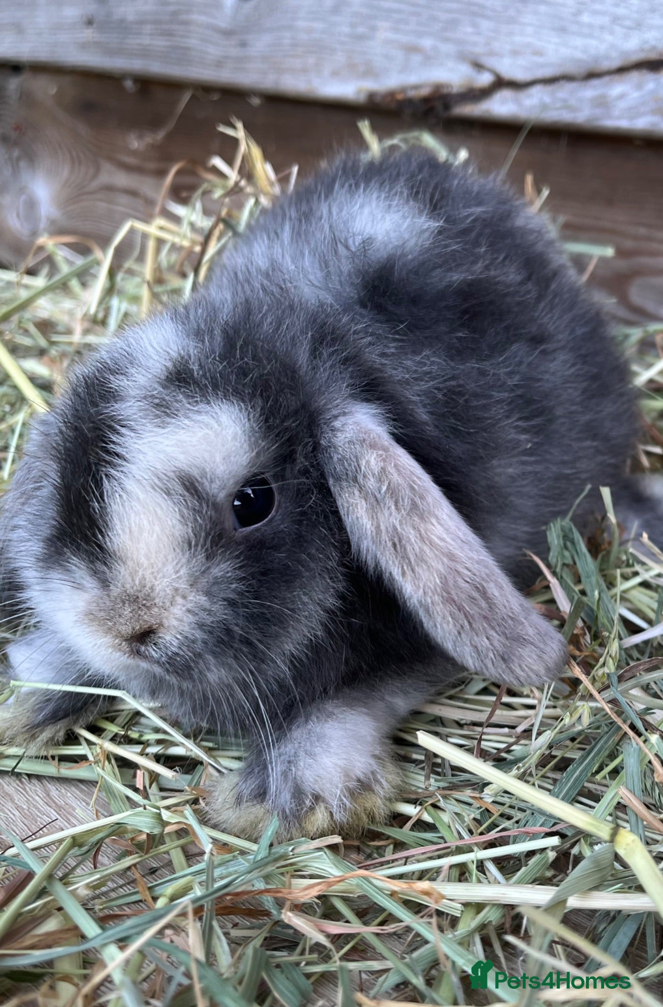 Mini Lop rabbits Gorgeous pure Mini lops and mini lion lops  - Advert 1