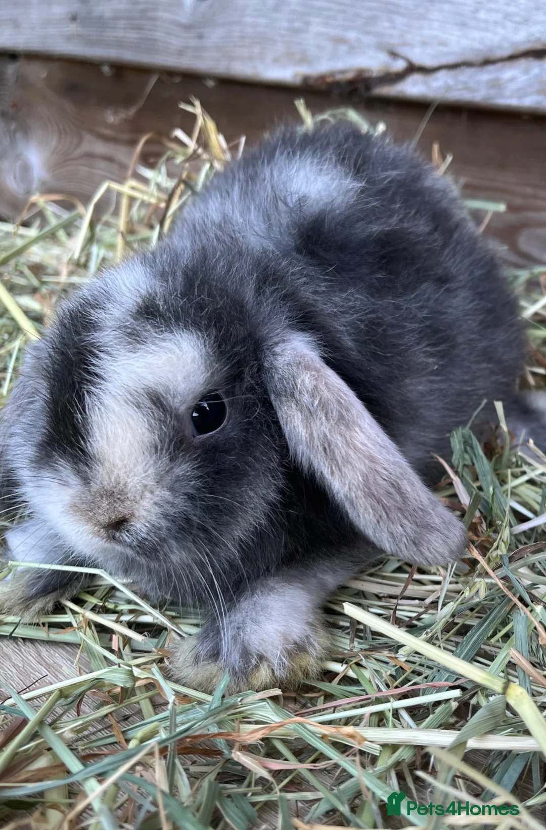 Mini Lop rabbits for sale: Gorgeous pure Mini lops and mini lion lops  - Advert 1