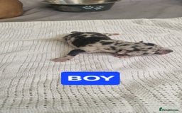 Mixed Breed dogs for sale: 8 Bully X Puppies  - Image 2