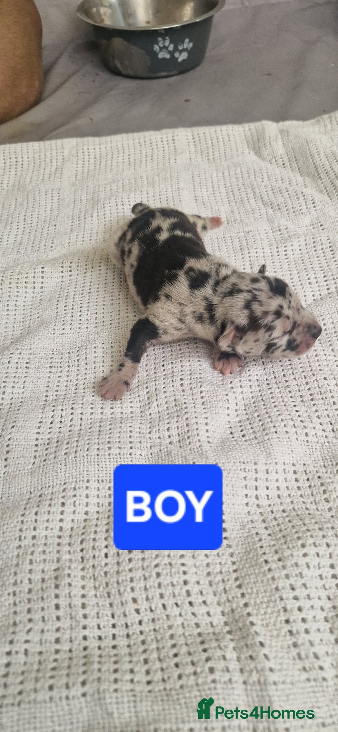Mixed Breed dogs for sale: 8 Bully X Puppies  - Image 2
