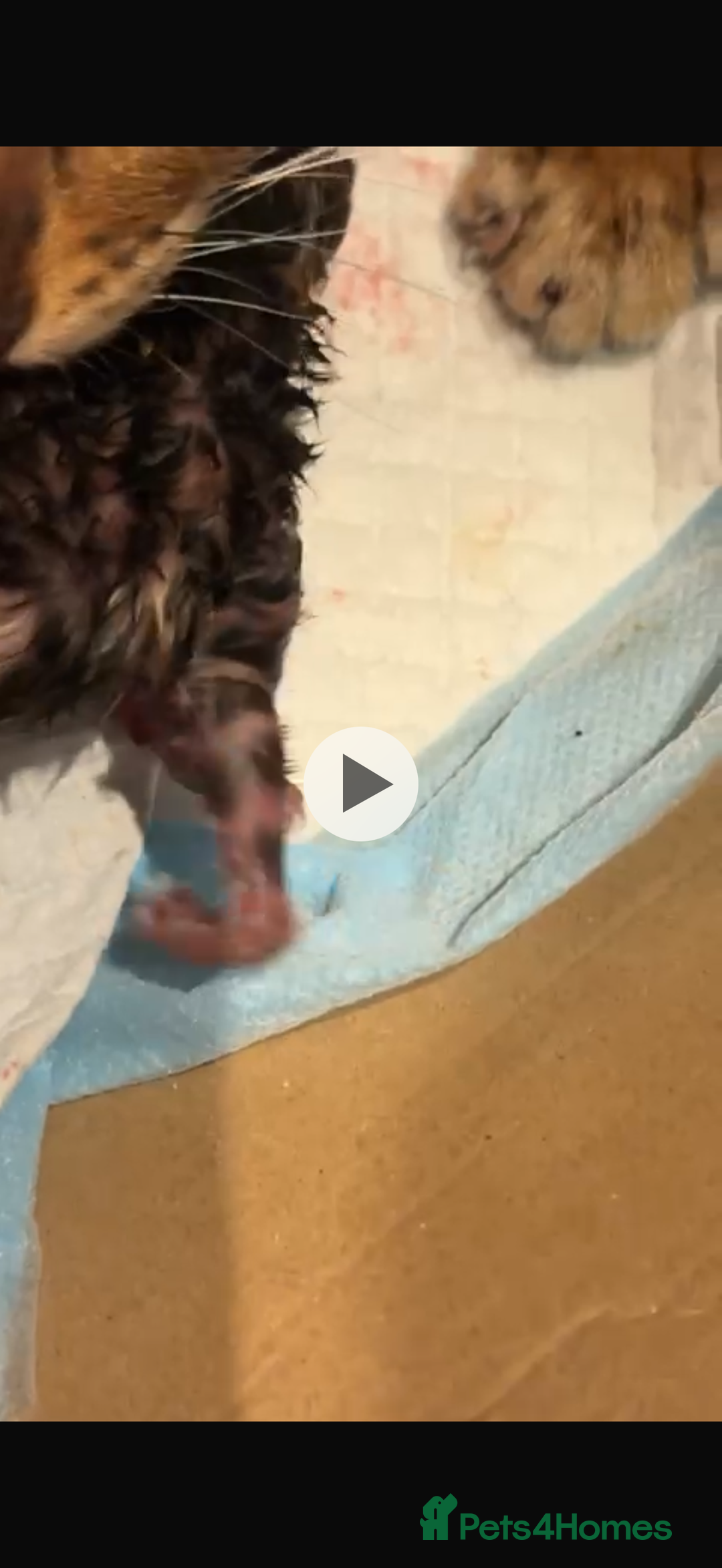 Bengal cats for sale: Bengal kitten £200 - Advert 7