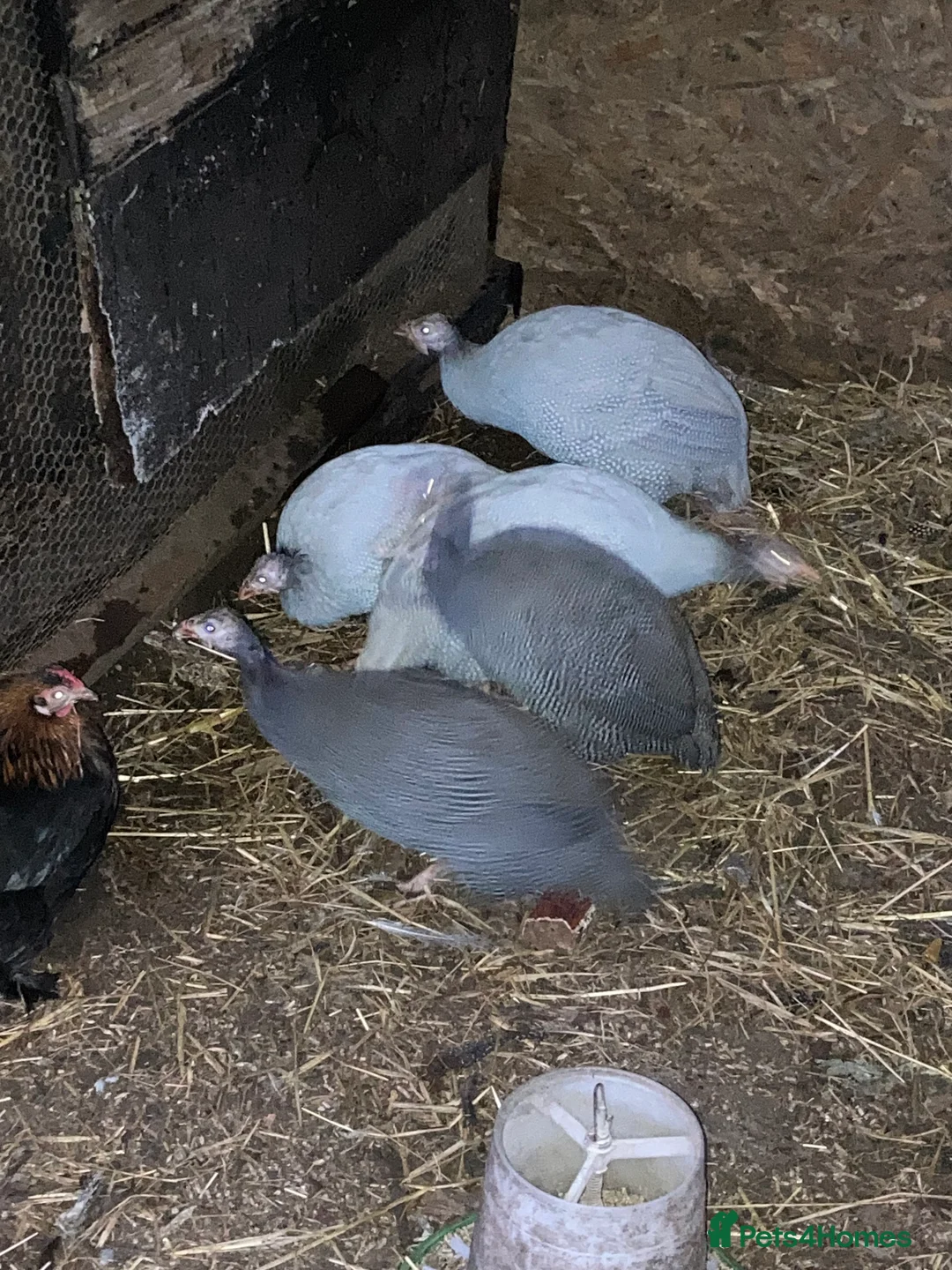 Guinea Fowl poultry for sale: 5 Guinea fowl - Advert 2
