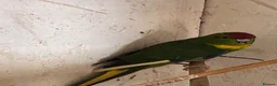 Parakeets birds for sale: Kakarikis for sale  - Advert 3