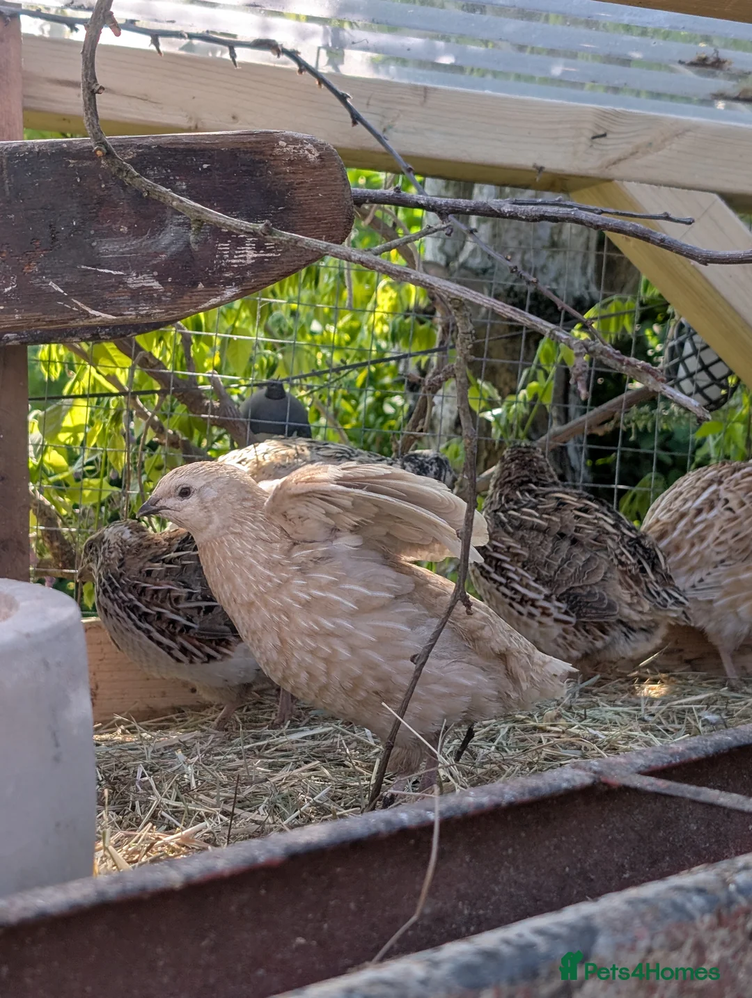 Mixed Breed birds for sale: Japanese quail hatching eggs  - Advert 1