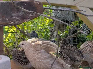 Mixed Breed birds Japanese quail hatching eggs - Advert 2
