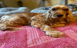 Cocker Spaniel dogs for sale: SHOW Cocker Spaniel puppies  - Image 5