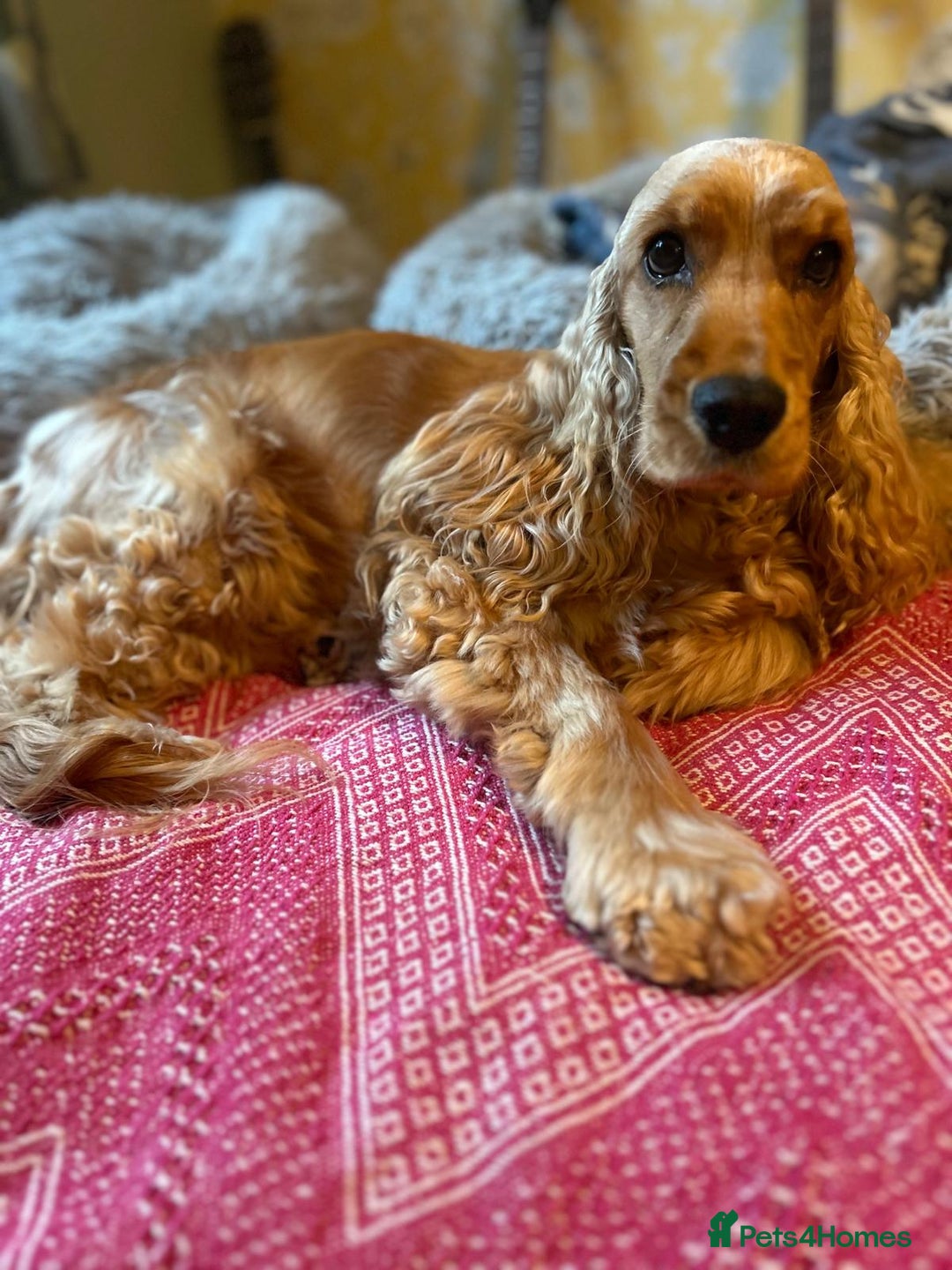 Cocker Spaniel dogs for sale: SHOW Cocker Spaniel puppies  - Image 5