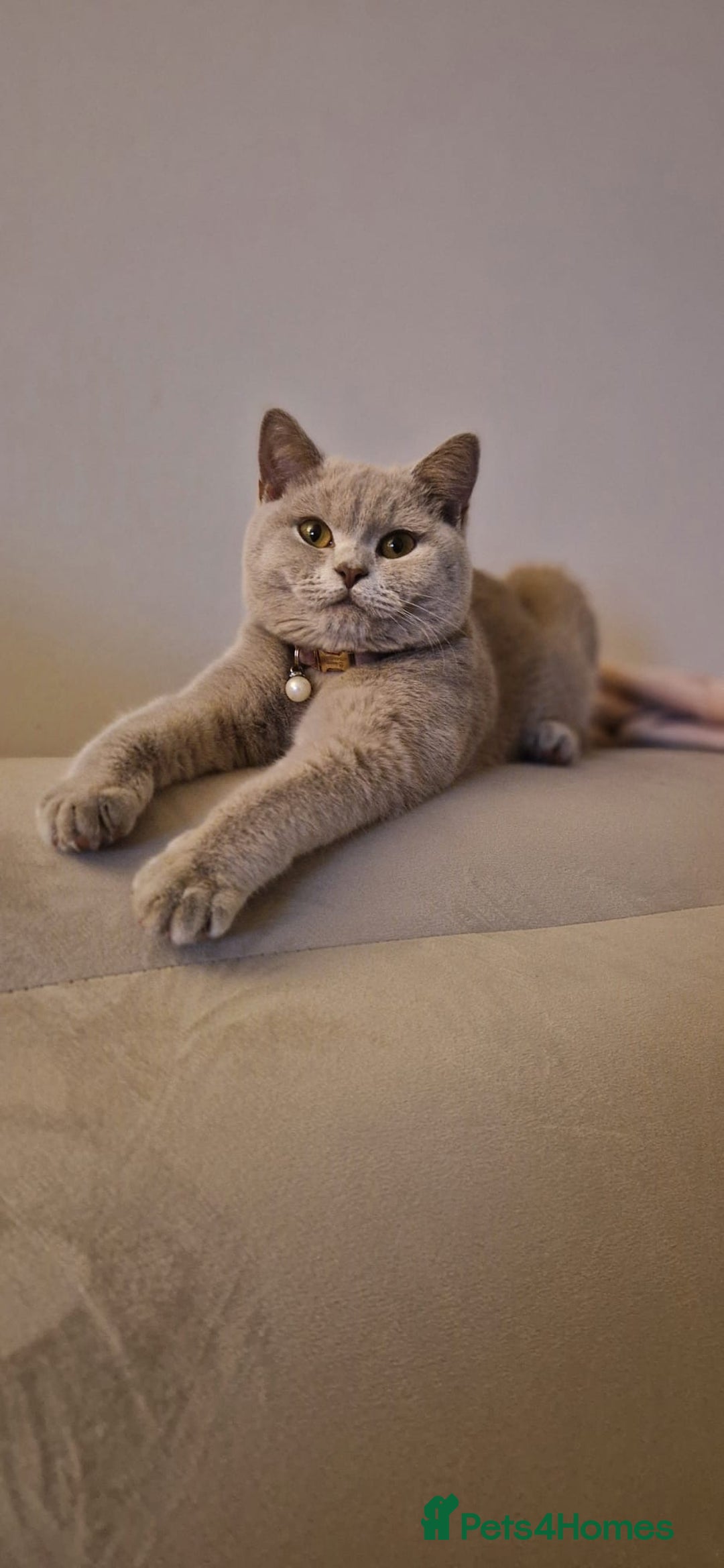 British Shorthair cats for sale: ❣️British shh TICA register Active Champion Line❣️ - Image 15