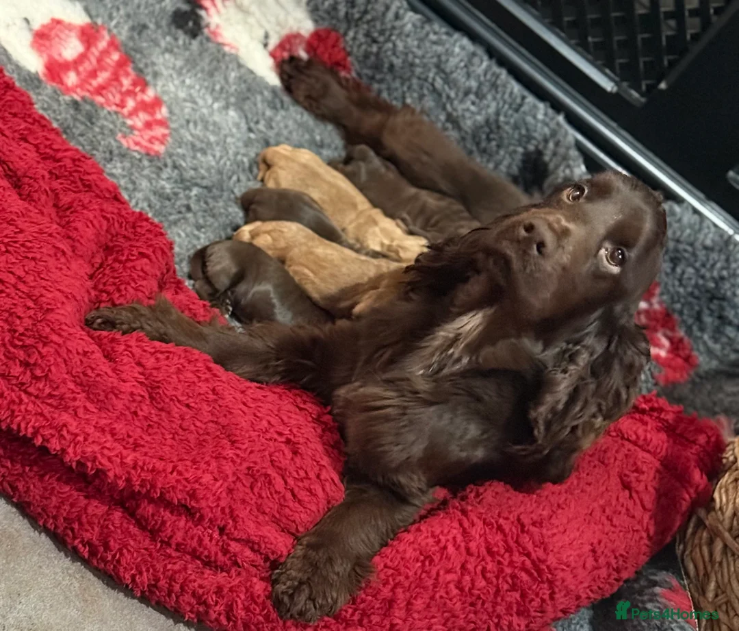Cocker Spaniel dogs for sale: Show cocker spaniels  - Advert 27