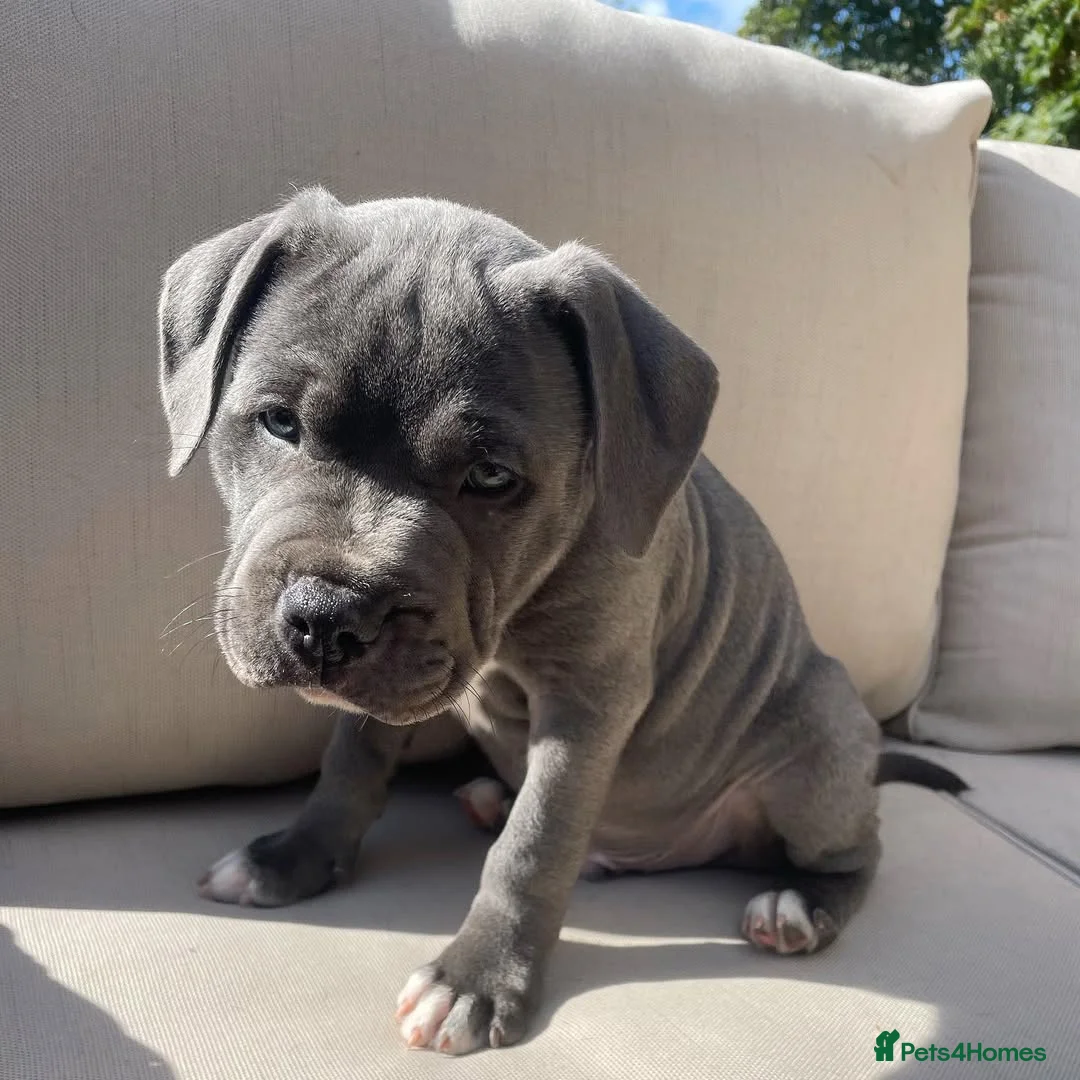 Staffordshire Bull Terrier dogs for sale: KC Registered Staffordshire Bull Terrier Puppies  in Glasgow - Advert 2