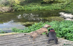 Staffordshire Bull Terrier dogs for sale: 10-Month-Old Blue Staffordshire Bull Terrier  - Advert 2