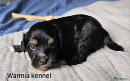 Chinese Crested dogs for sale: Last powder puff boy available  - Image 7