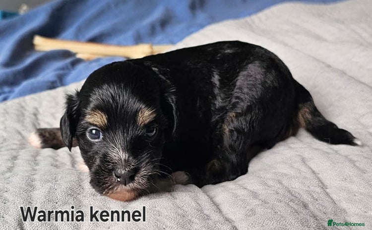 Chinese Crested dogs - Advert 2